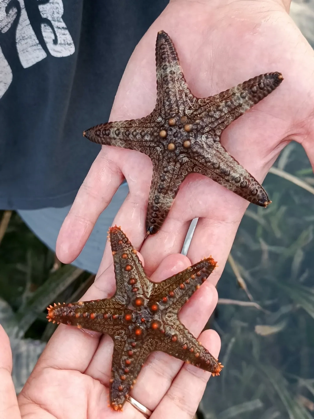 Hình ảnh sao biển đỏ rực rỡ trên bãi cát trắng