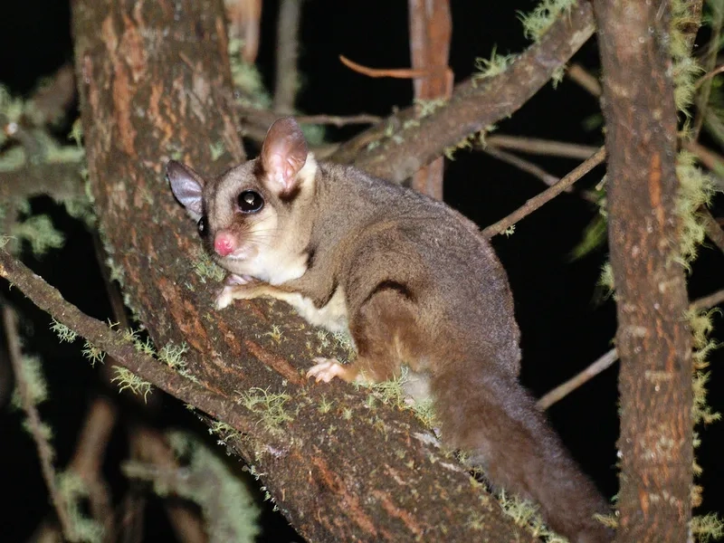 Bộ sưu tập hình ảnh sóc bay đẹp mắt