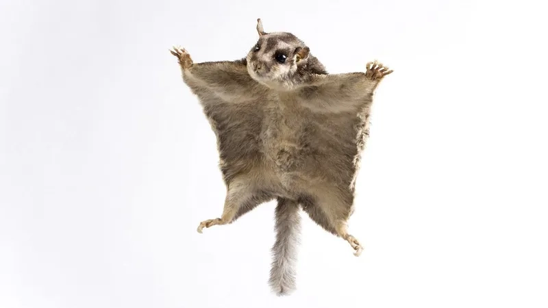 Hướng dẫn cách nuôi sóc bay hiệu quả