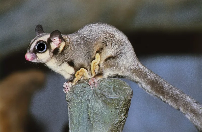 Tìm hiểu xem sóc bay ăn gì hằng ngày