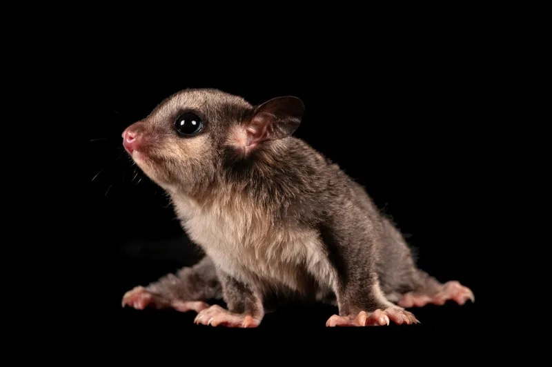 Tìm hiểu quá trình sóc bay sinh sản