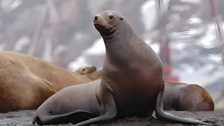 Khám phá sư tử biển là gì qua khoảnh khắc đời thường