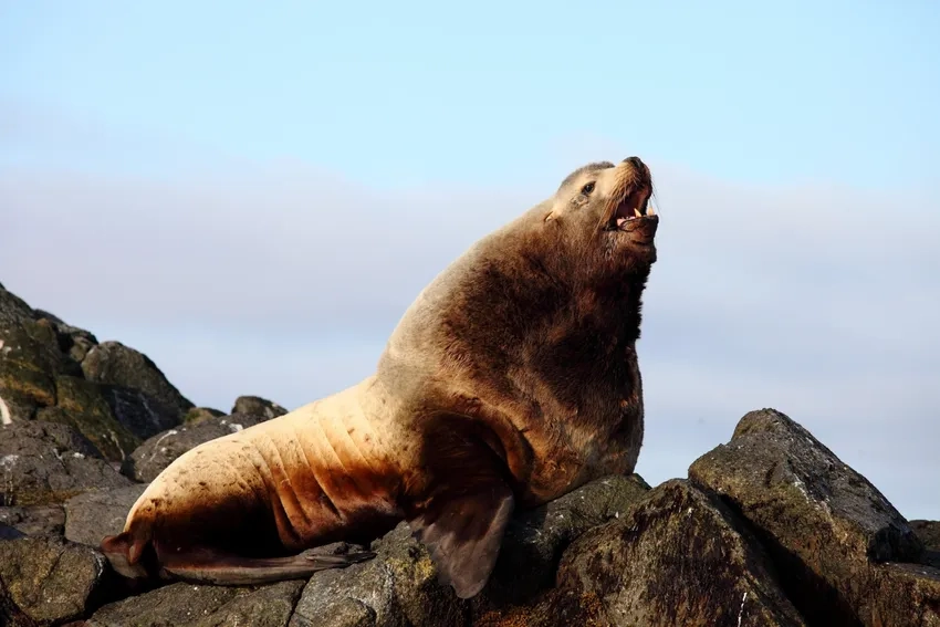 Giải đáp sư tử biển có mấy loại qua ảnh minh họa