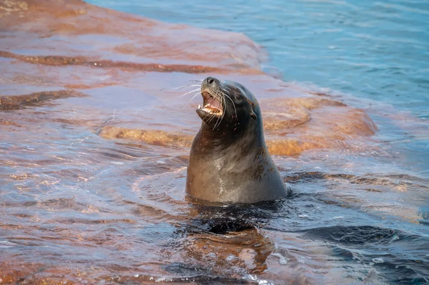 Tìm hiểu sư tử biển tiếng Anh là sea lion