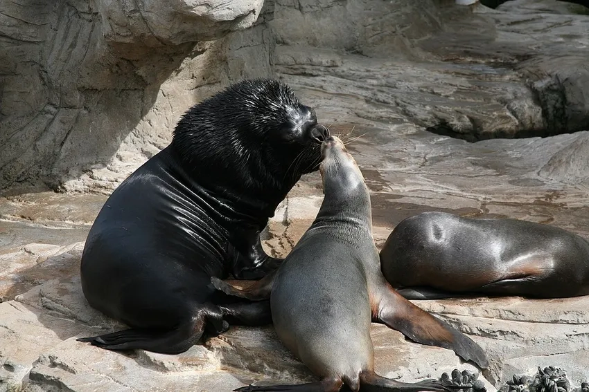 Sea lion facts thú vị về tập tính và sinh học