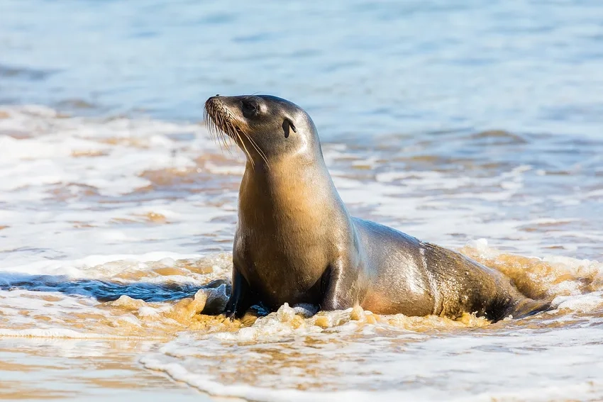 Sea lion habitat tự nhiên gần bờ và đảo đá