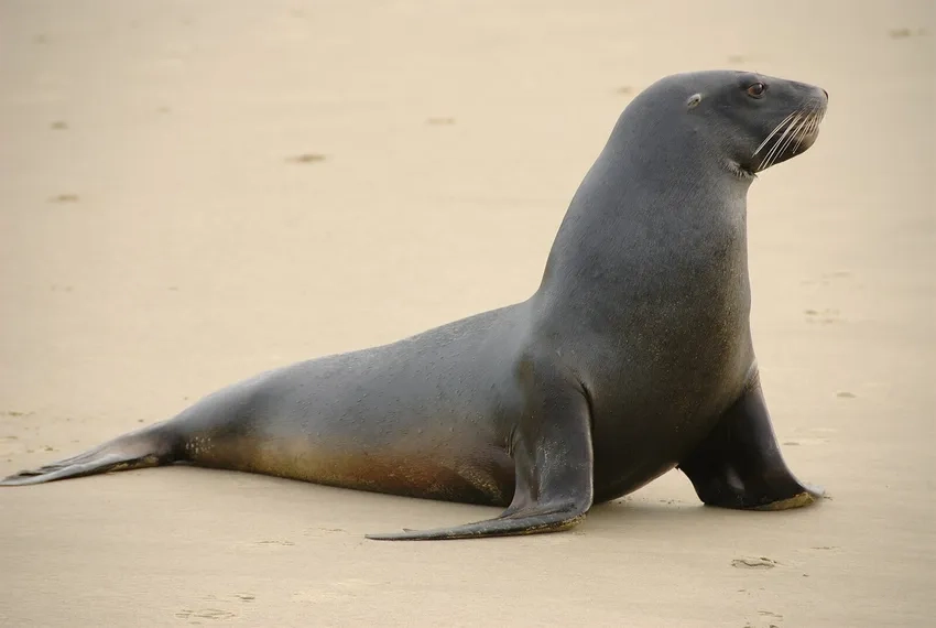 Sea lion species list cho thấy nhiều loài khác nhau