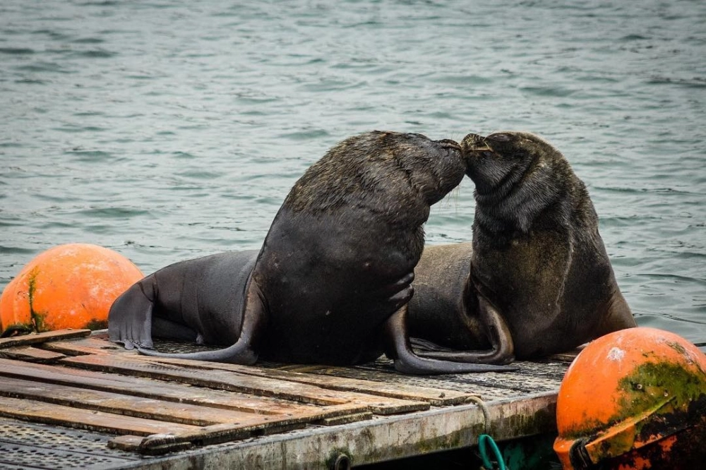 Vẻ đẹp oai vệ của sư tử biển đực trên mỏm đá