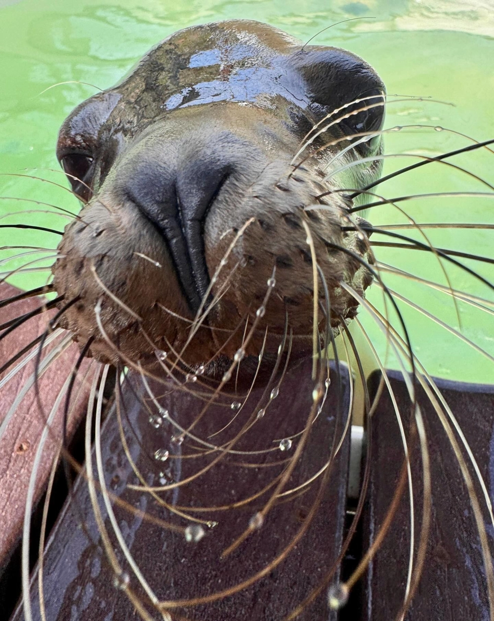 Ánh mắt tò mò của sư tử biển dưới làn nước