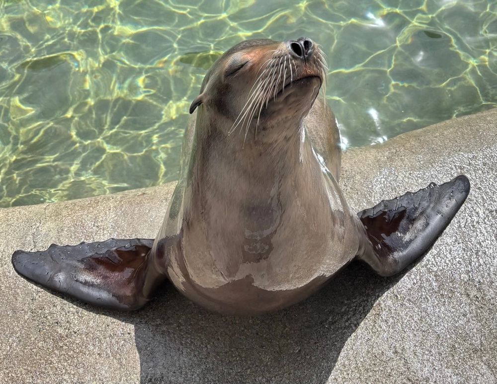 Sư tử biển lướt đi nhẹ nhàng trong dòng hải lưu