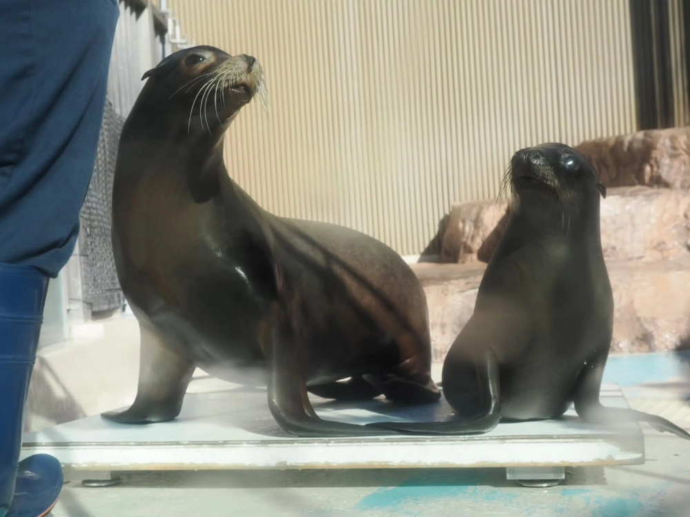 Sư tử biển vươn mình đón ánh nắng ban mai