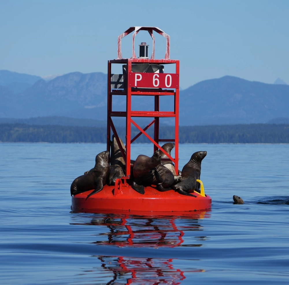 Khoảnh khắc sư tử biển nhảy cao trên mặt sóng