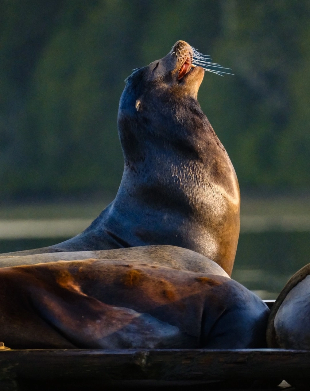 Đàn sư tử biển đang tắm nắng dưới ánh hoàng hôn