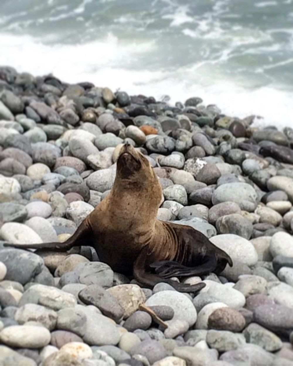 Cận cảnh khuôn mặt đáng yêu của sư tử biển
