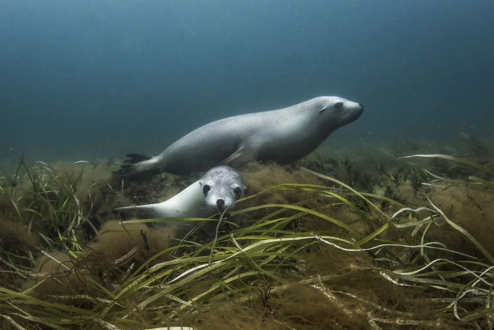 Bóng dáng sư tử biển in đậm trên nền biển xanh