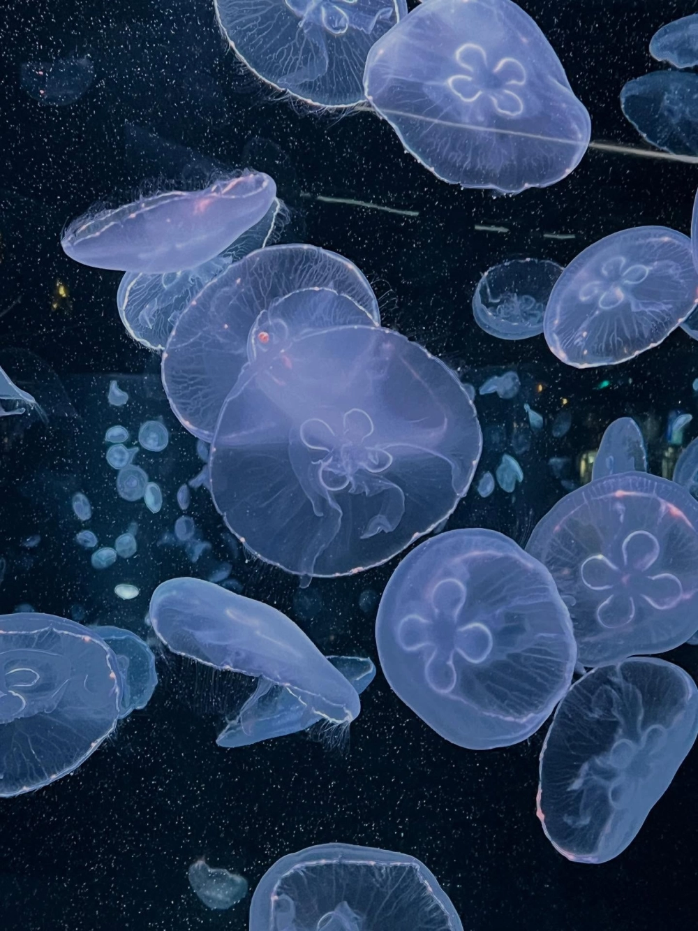 Sứa lửa với sắc đỏ cam nổi bật giữa đại dương tối