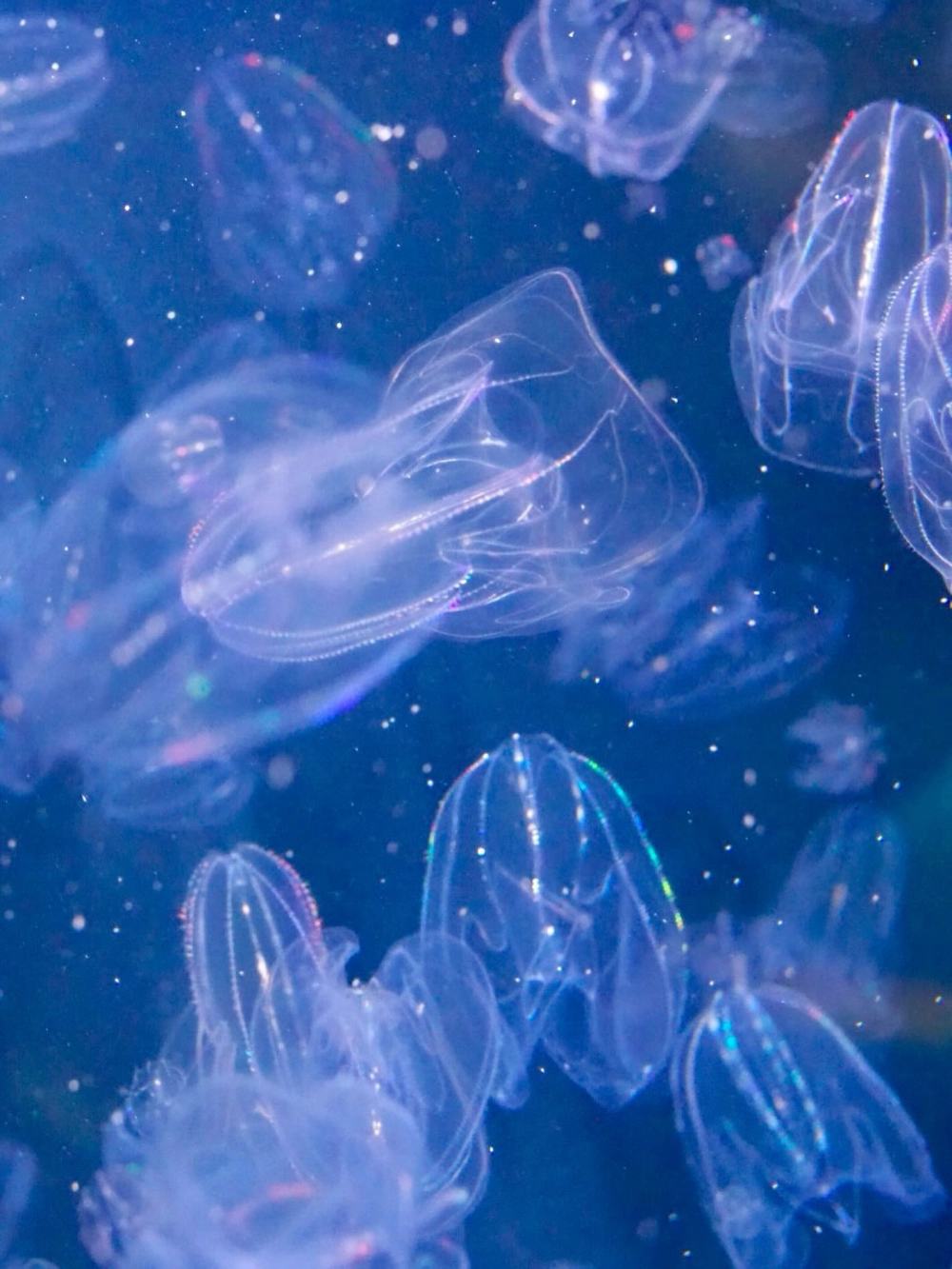 Sứa biển khổng lồ với những dải xúc tu phức tạp