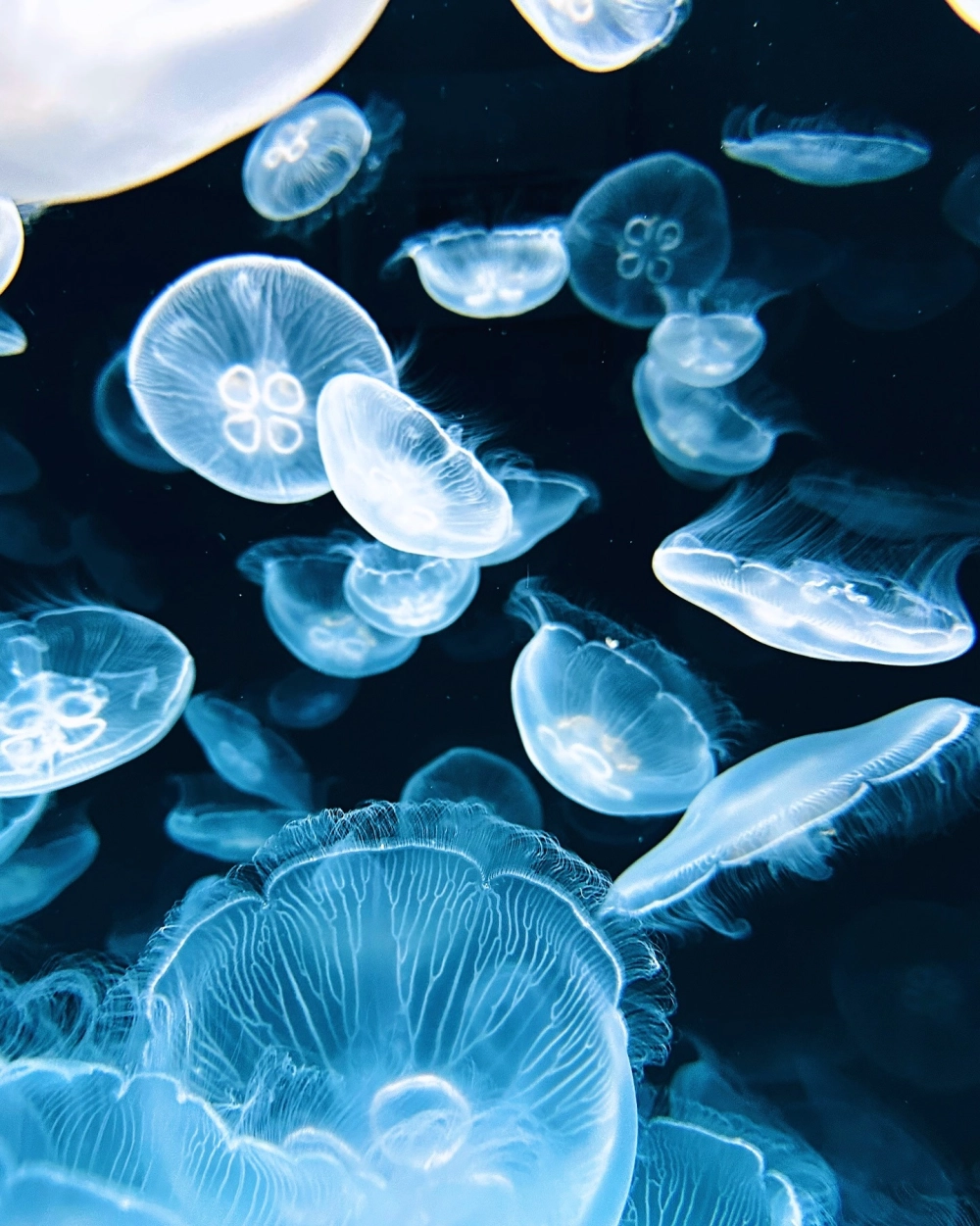 Góc chụp nghệ thuật từ dưới lên của một chú sứa biển