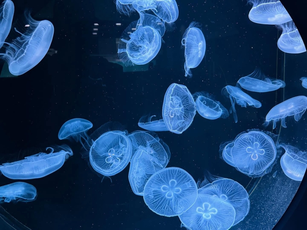 Sứa biển tí hon trôi bồng bềnh trong rạn san hô