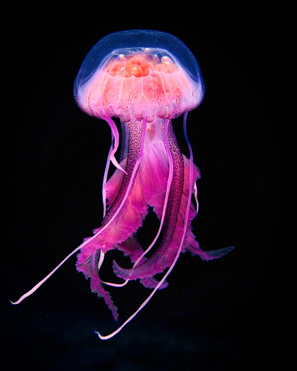 Đàn sứa biển di cư tạo nên khung cảnh kỳ vĩ