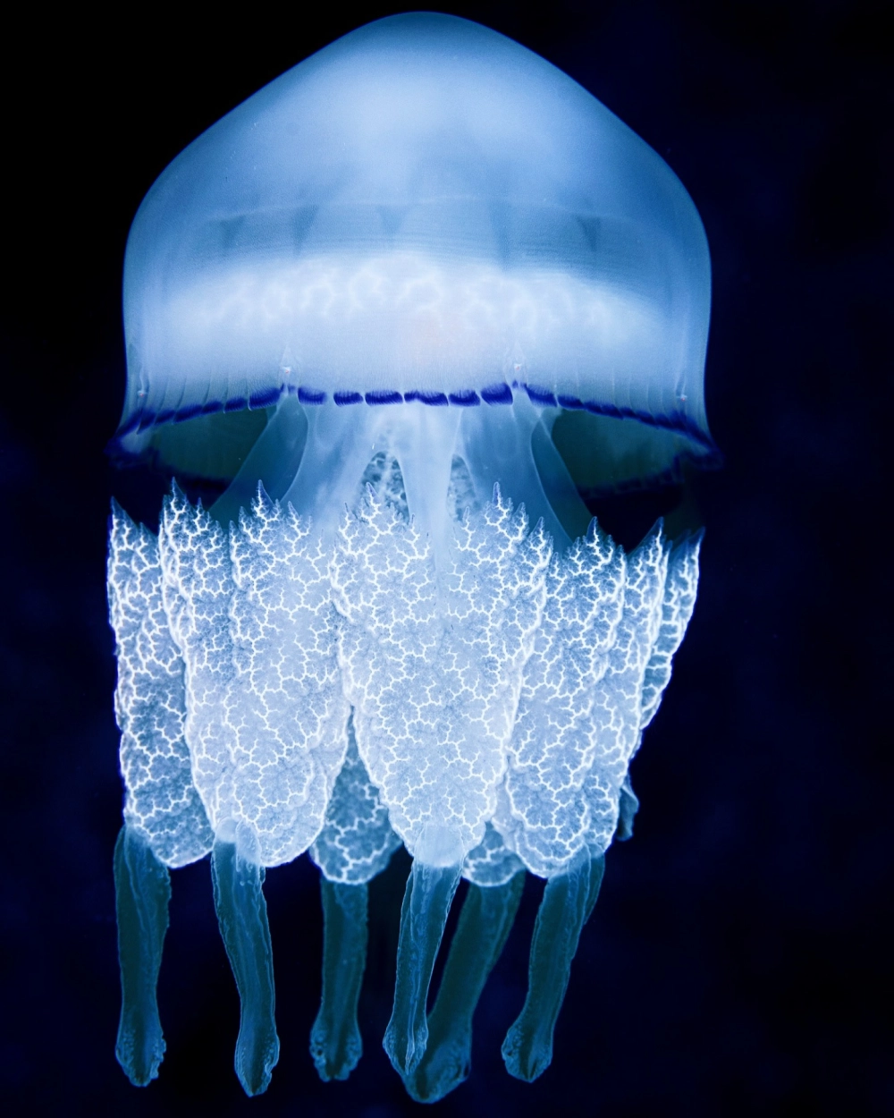 Cận cảnh những xúc tu dài uyển chuyển của loài sứa biển