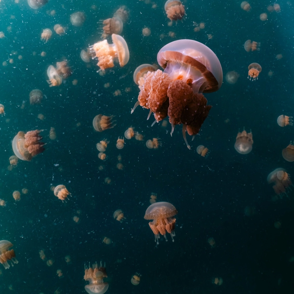 Sứa biển phát quang rực rỡ như những bóng đèn neon dưới nước