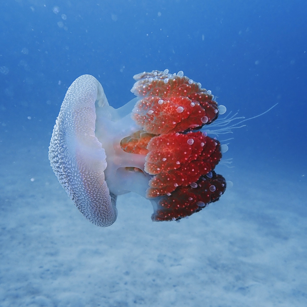 Sứa biển trong suốt bơi lội giữa làn nước xanh thẳm