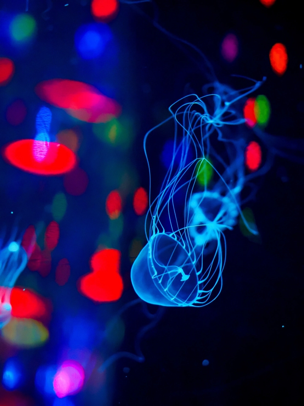 Sự tương phản giữa sứa biển trắng và nền nước đen sâu