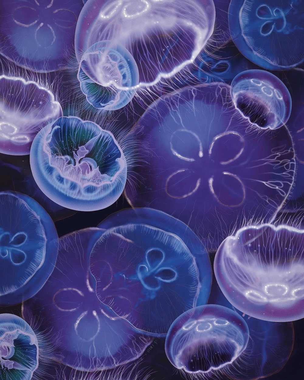 Sứa mặt trăng trong suốt tỏa sáng lung linh dưới ánh đèn xanh của đại dương