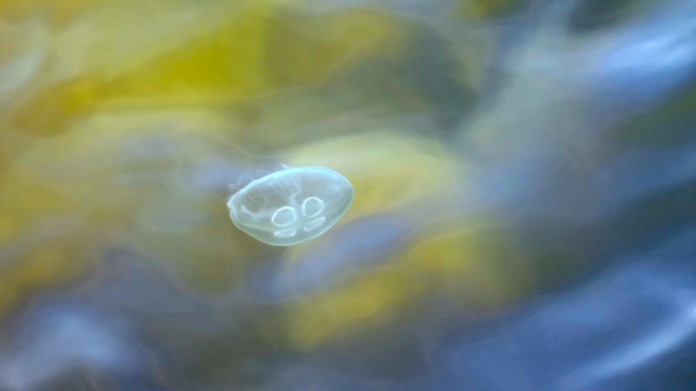 Sứa mặt trăng phản chiếu ánh nắng lấp lánh trên mặt nước