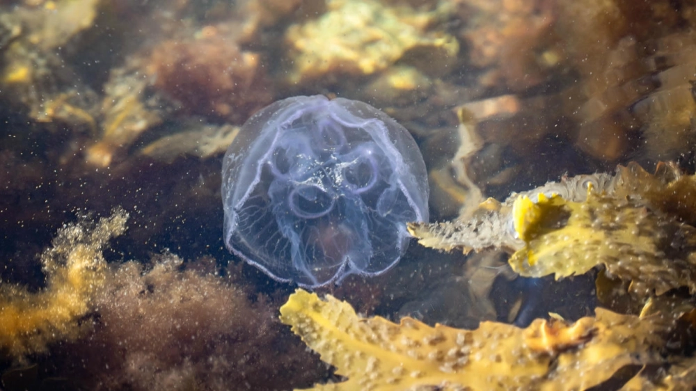 Hiệu ứng ánh sáng huyền bí bao quanh viền cơ thể sứa mặt trăng