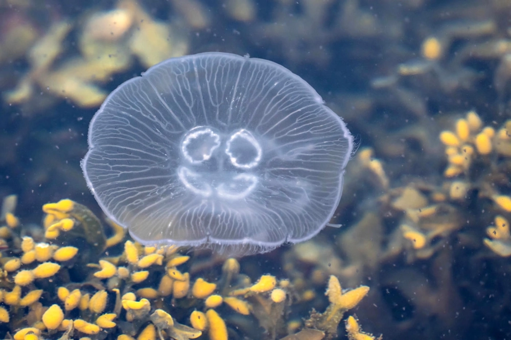 Sứa mặt trăng nhỏ bé giữa đại dương bao la và thăm thẳm