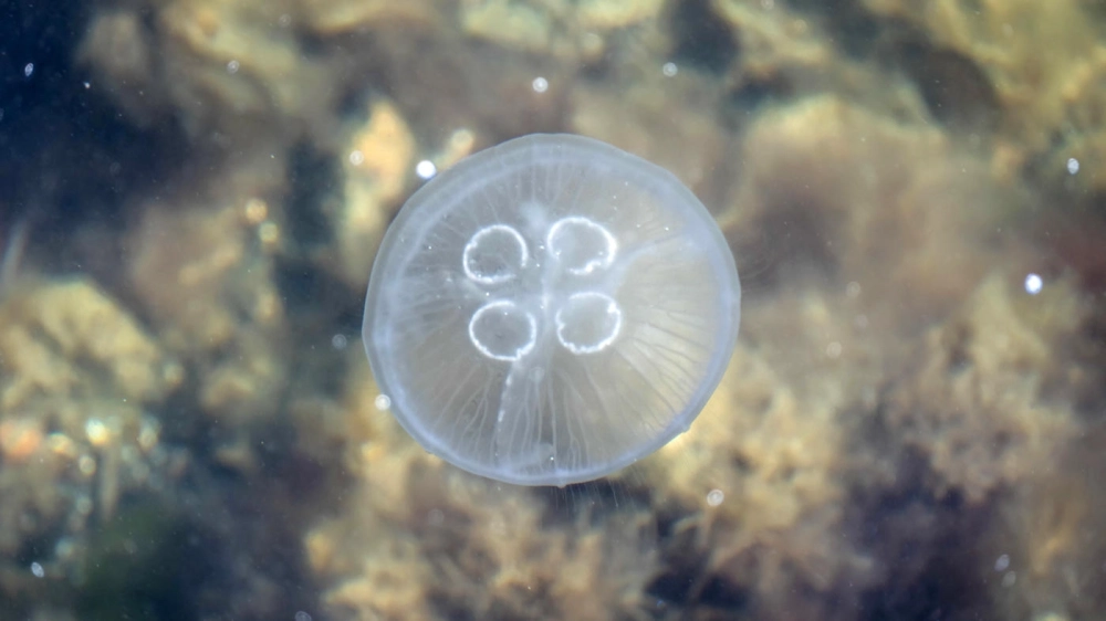 Góc chụp nghệ thuật làm nổi bật độ trong suốt của sứa mặt trăng