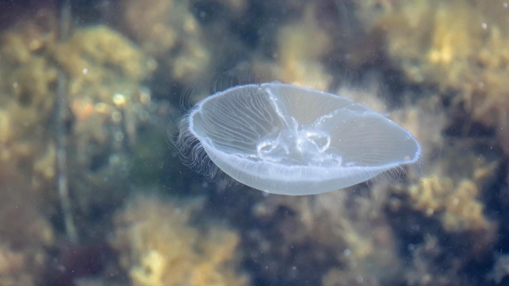 Cách lấy nét vào các chi tiết tinh xảo của sứa mặt trăng