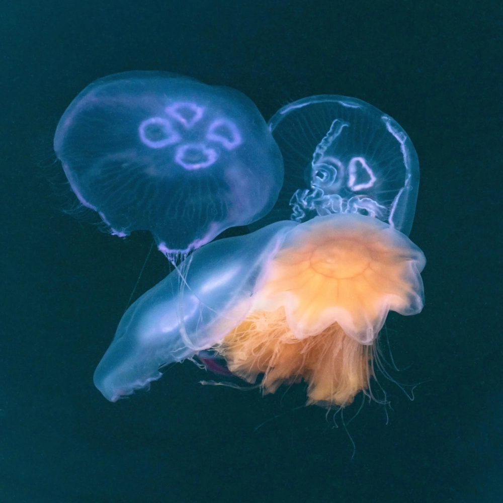 Hình ảnh sứa mặt trăng như những cánh hoa trôi trên biển