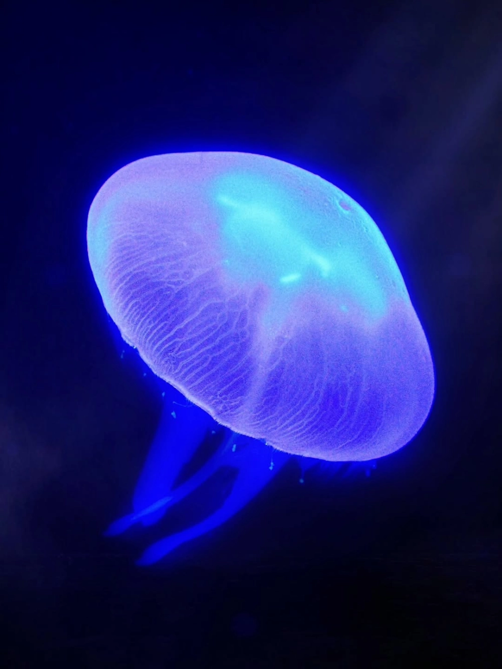 Những xúc tu mảnh mai của sứa mặt trăng uốn lượn trong nước