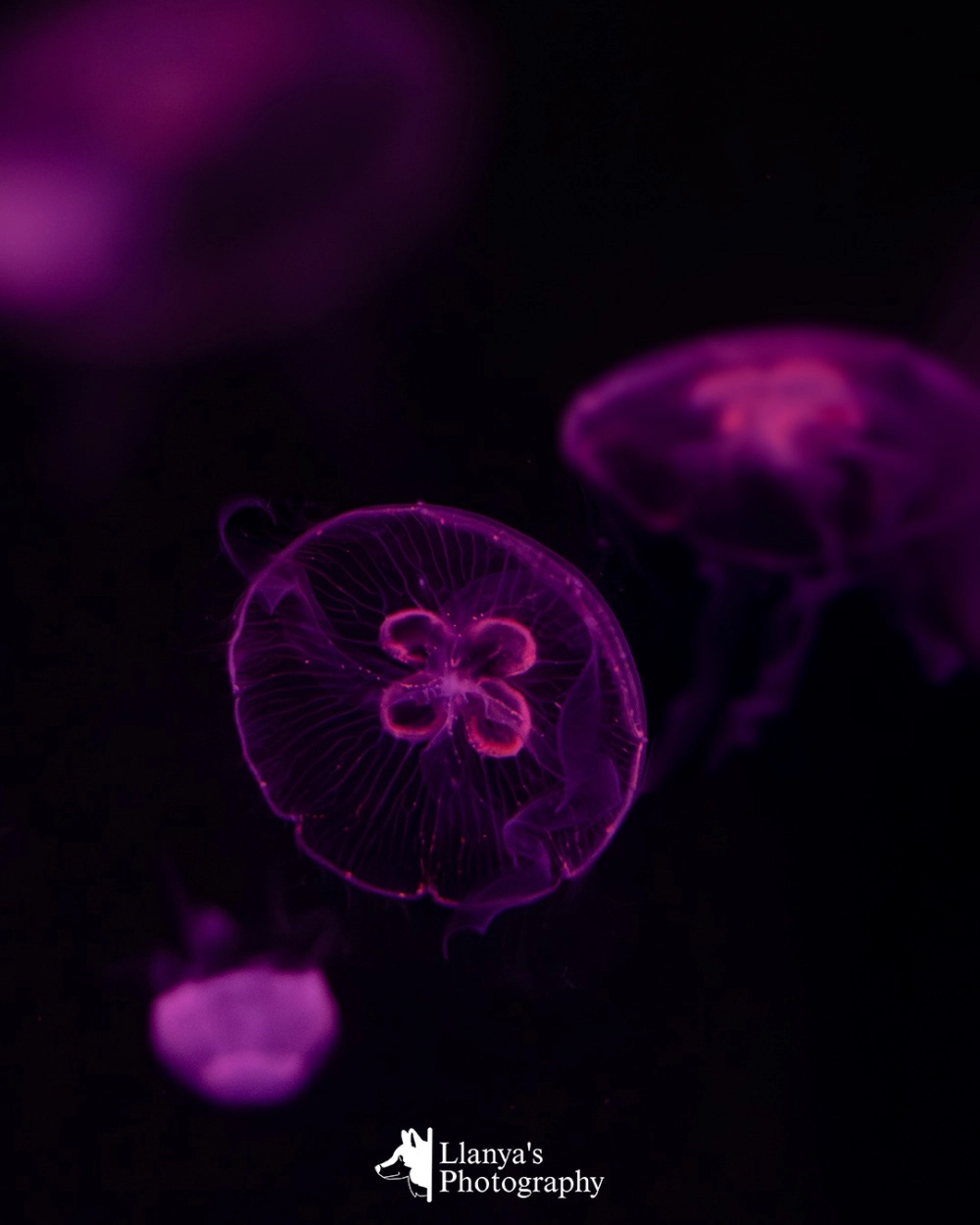 Vẻ đẹp đối xứng hoàn hảo của sứa mặt trăng nhìn từ dưới lên