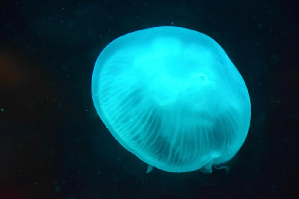 Cận cảnh sứa mặt trăng với bốn cơ quan sinh sản hình móng ngựa rõ nét