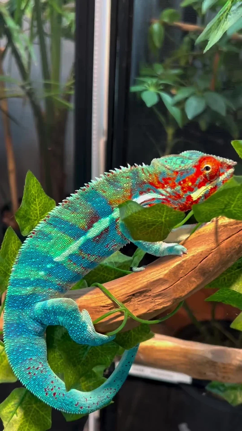 Chiêm ngưỡng tắc kè bông đẹp đầy màu sắc