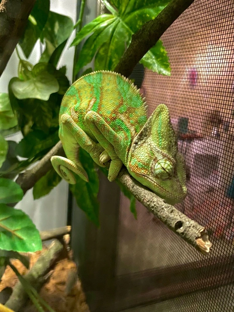 Tận hưởng tắc kè bông màu sắc đẹp sống động