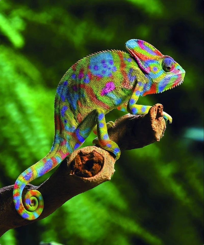 Thú cưng xinh xắn tắc kè bông con dễ thương