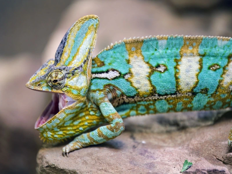 Tạo không gian sống với tắc kè bông sống trong nhà