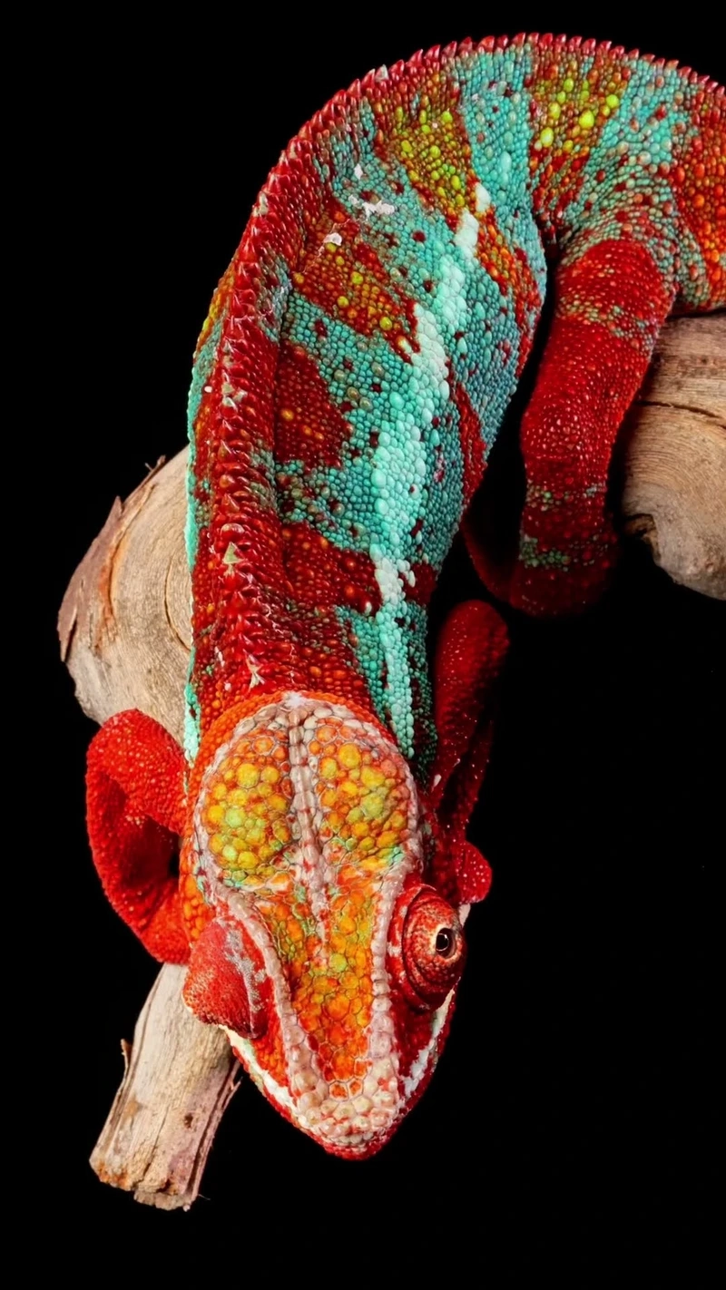 Thế giới tắc kè bông động vật bò sát đa dạng màu sắc