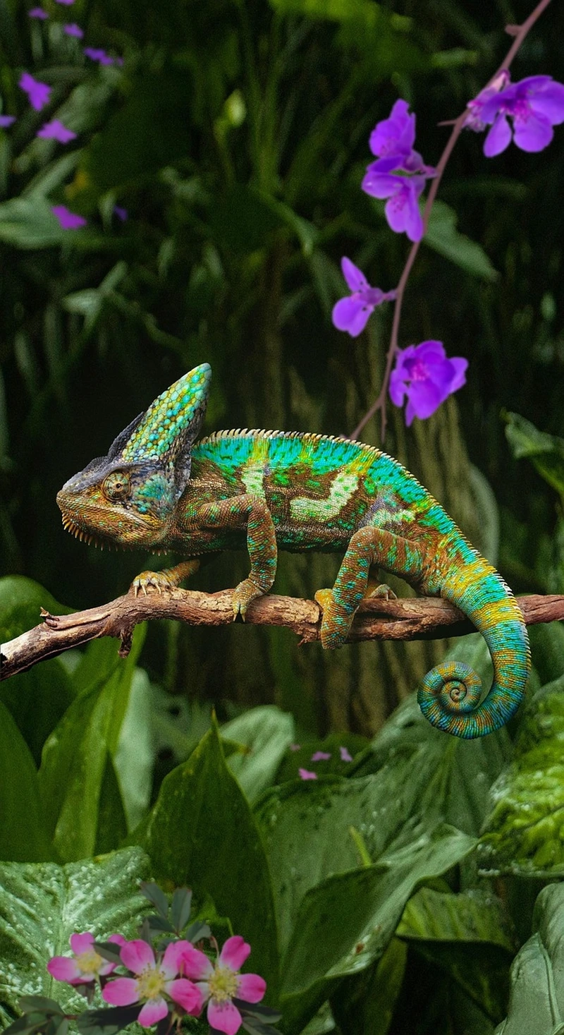 Chiêm ngưỡng tắc kè hoa đẹp đầy màu sắc