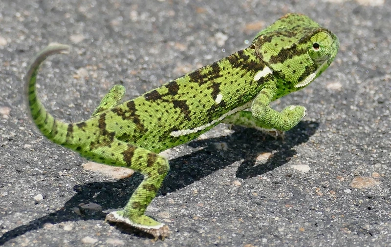 Sở hữu tắc kè hoa panther hiếm và sang trọng