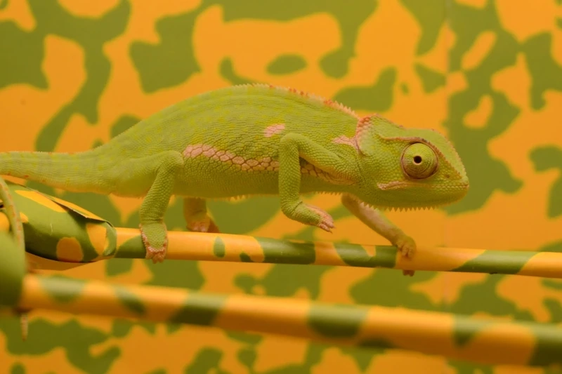 Tận hưởng niềm vui với tắc kè hoa con nhỏ xinh