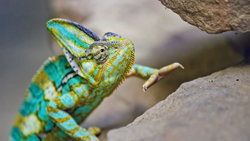 Thưởng thức tắc kè hoa màu sắc sống động tuyệt vời