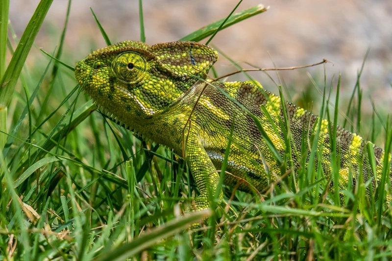 Tìm hiểu tắc kè hoa ăn gì để khỏe mạnh