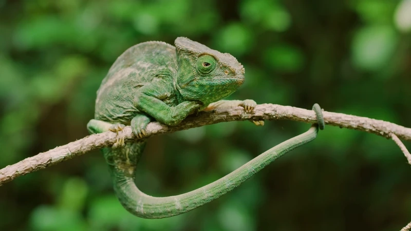 Khám phá tắc kè hoa bò sát cảnh đẹp mắt