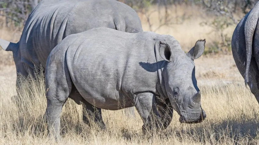 Khám phá ảnh tê giác đẹp giữa thiên nhiên